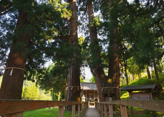 写真：栢野大杉